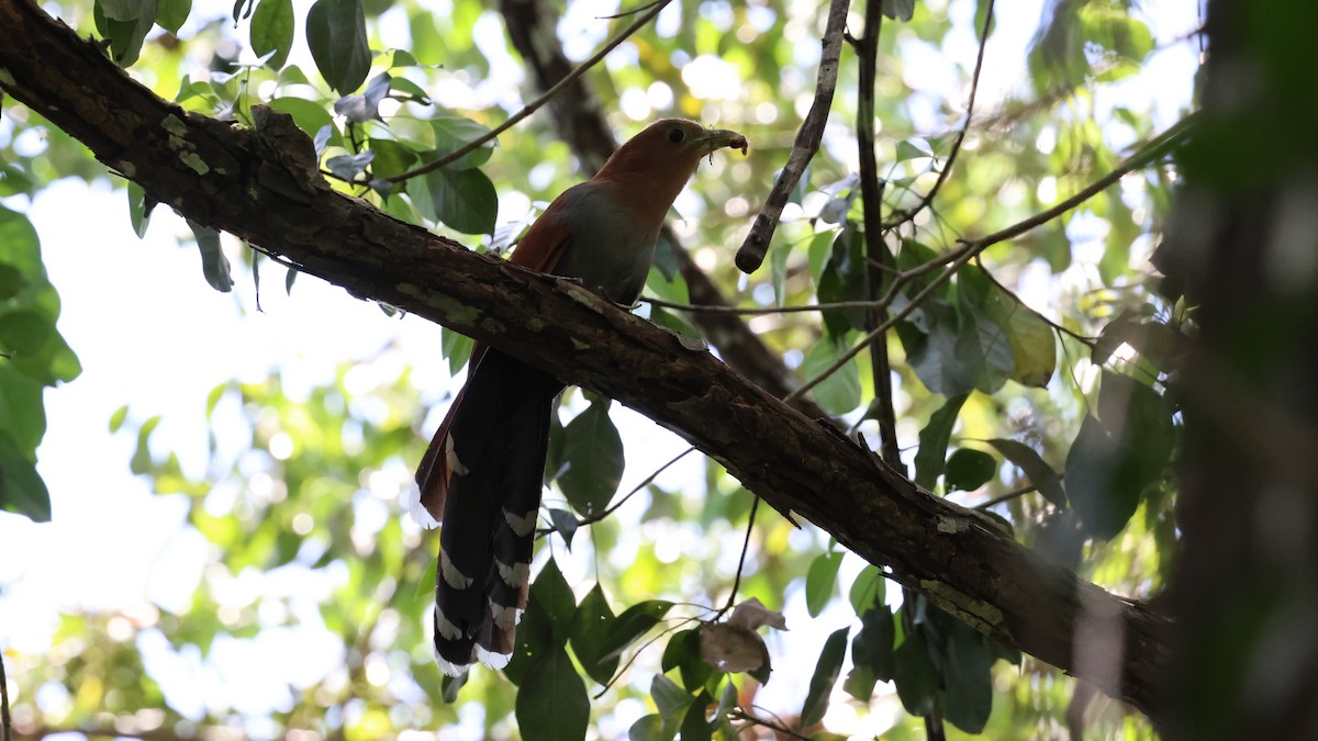 Squirrel Cuckoo - Andy Bridges