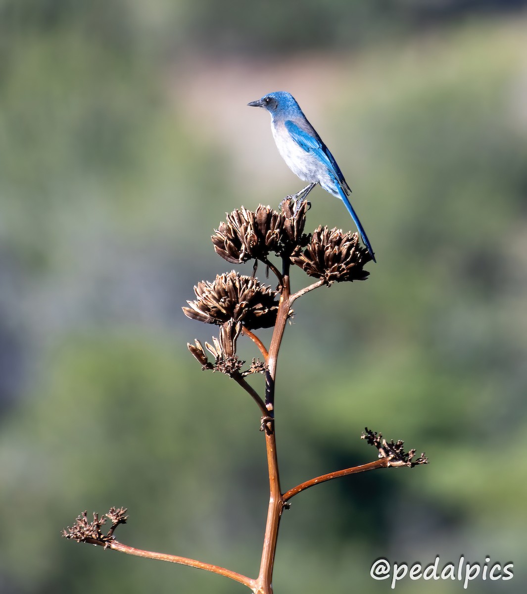 Woodhouse's Scrub-Jay - ML619049674