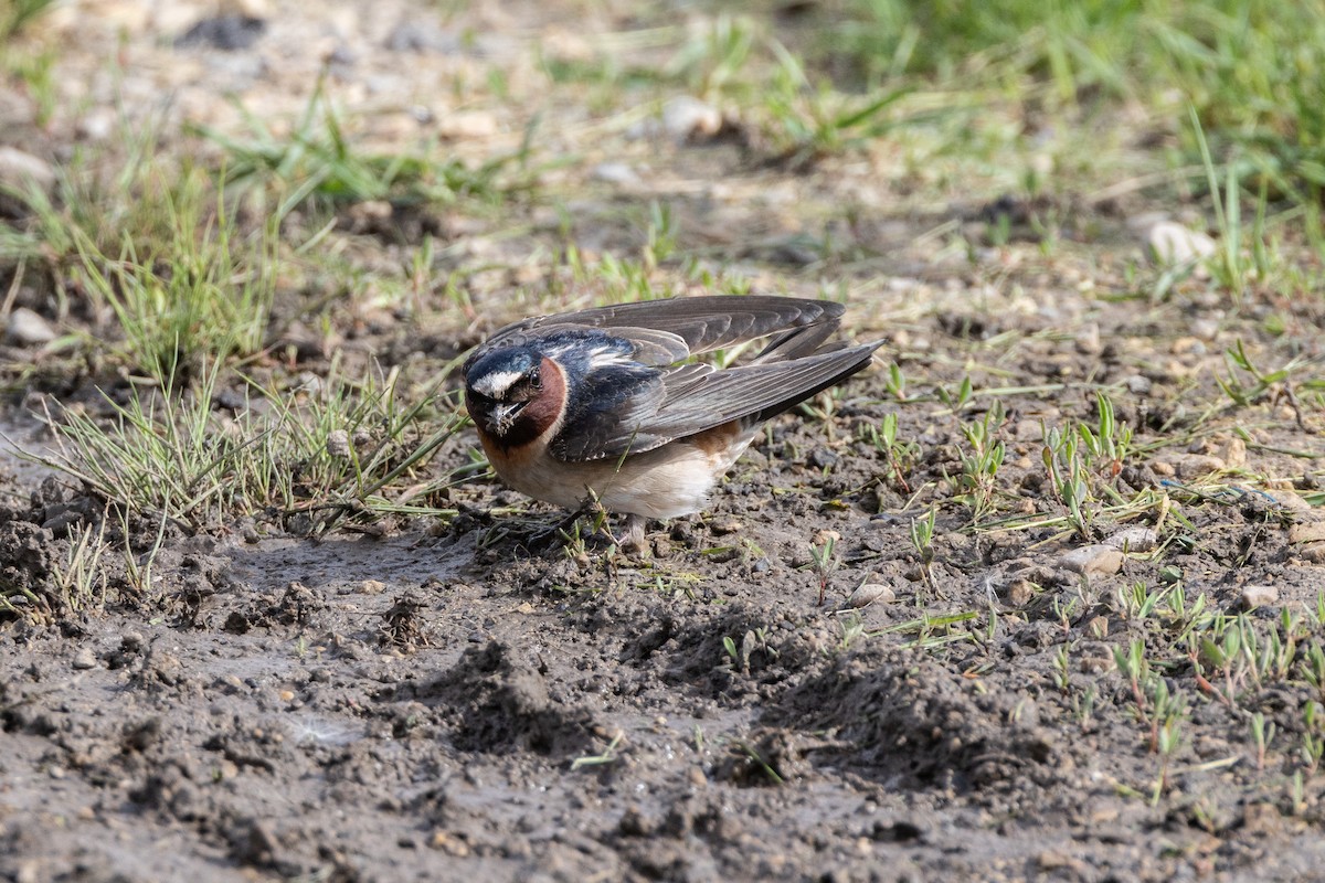 Cliff Swallow - ML619049677