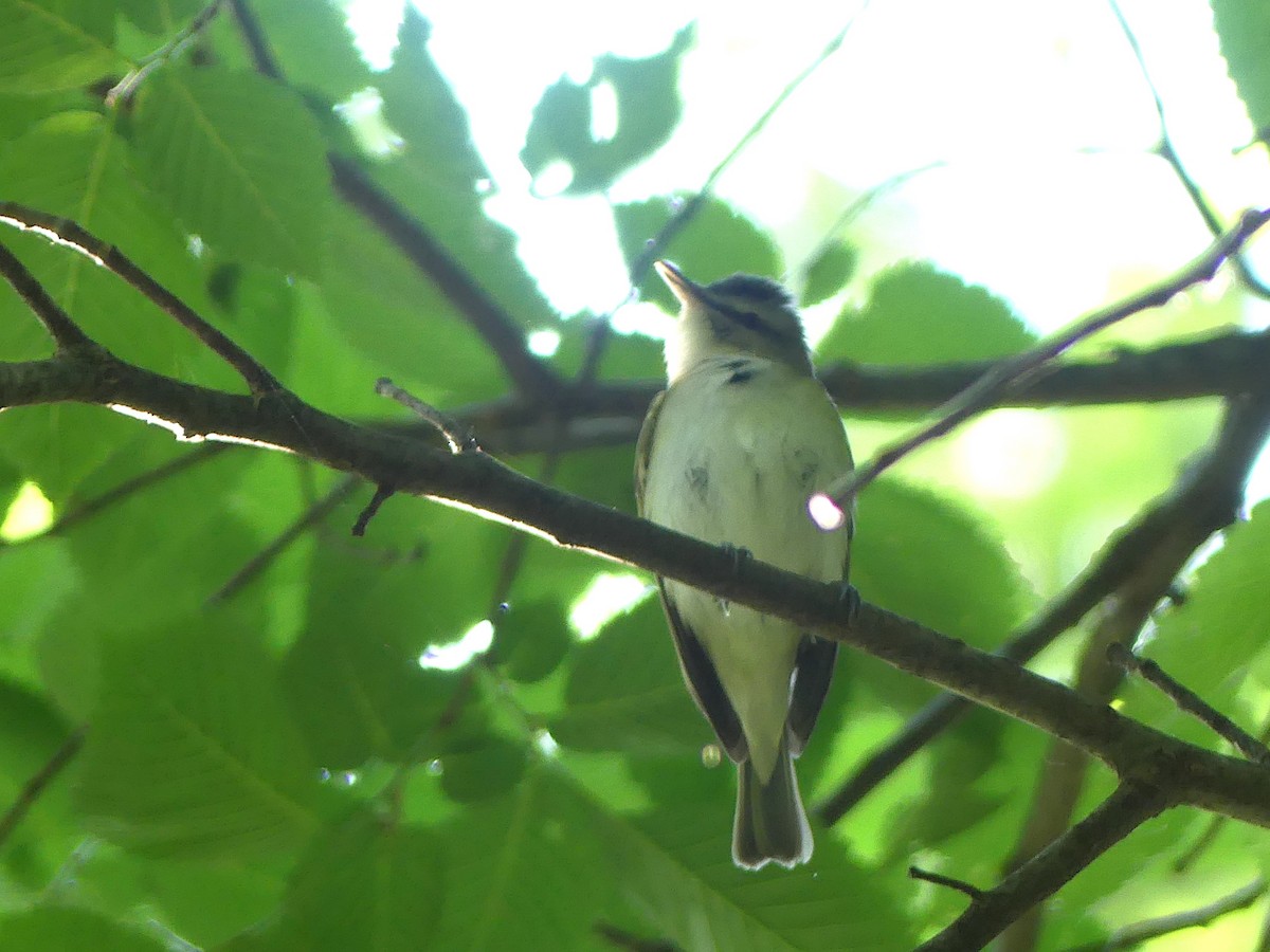 Red-eyed Vireo - ML619049678