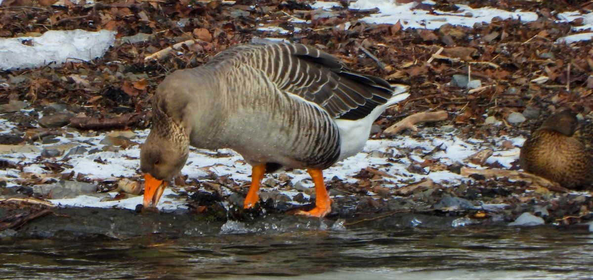 Graylag Goose (Domestic type) - ML619049680