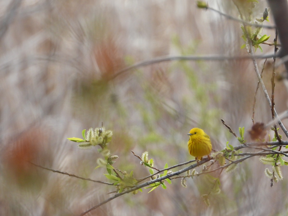Yellow Warbler - Daniel Raleigh