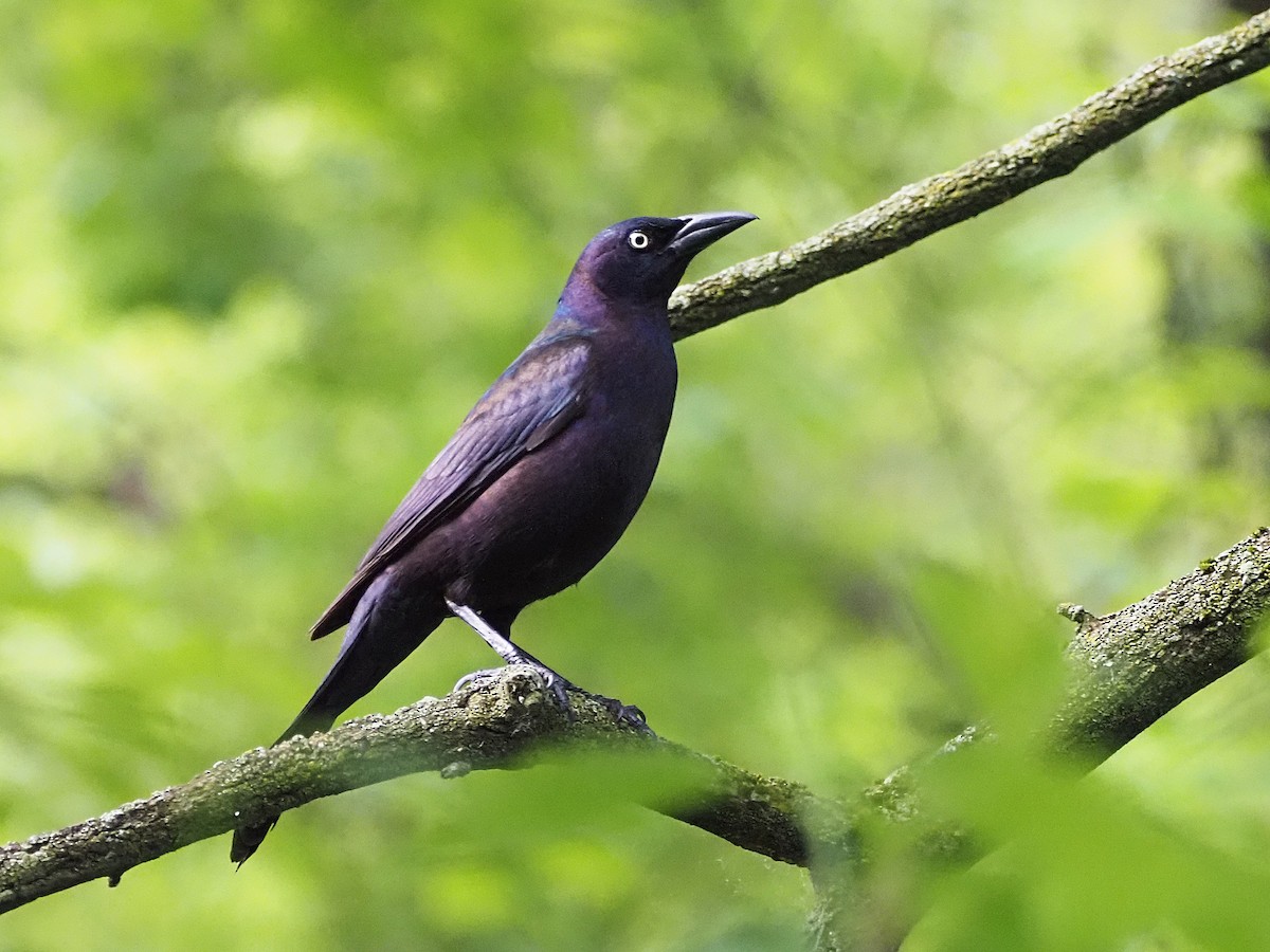 Common Grackle - Luc and Therese Jacobs