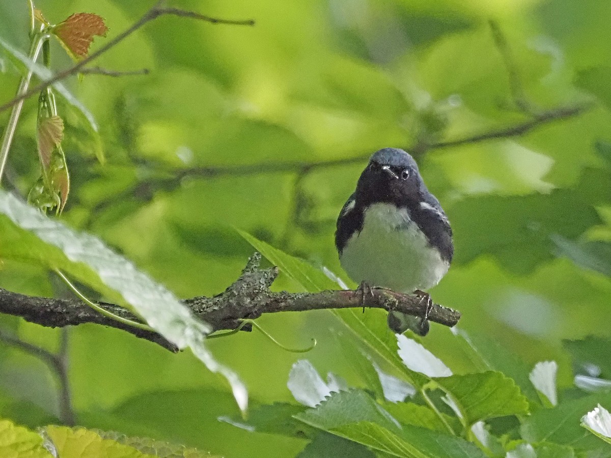 Black-throated Blue Warbler - Luc and Therese Jacobs