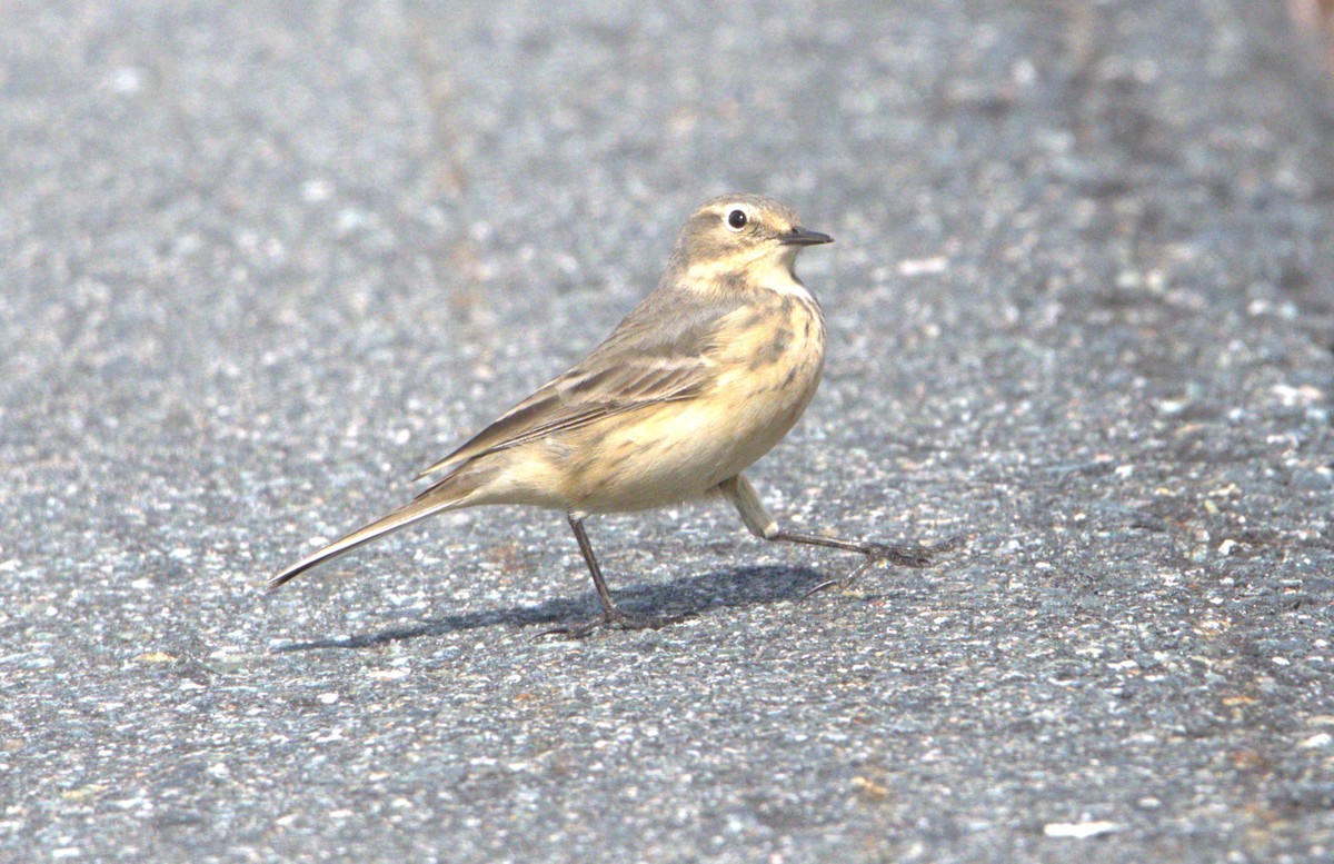 American Pipit - Michel Marsan