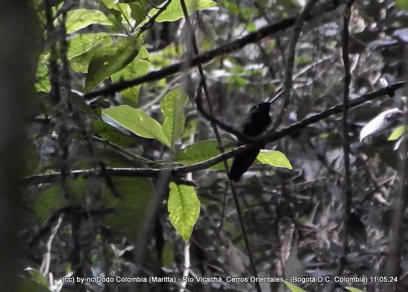 Black Inca - Maritta (Dodo Colombia)