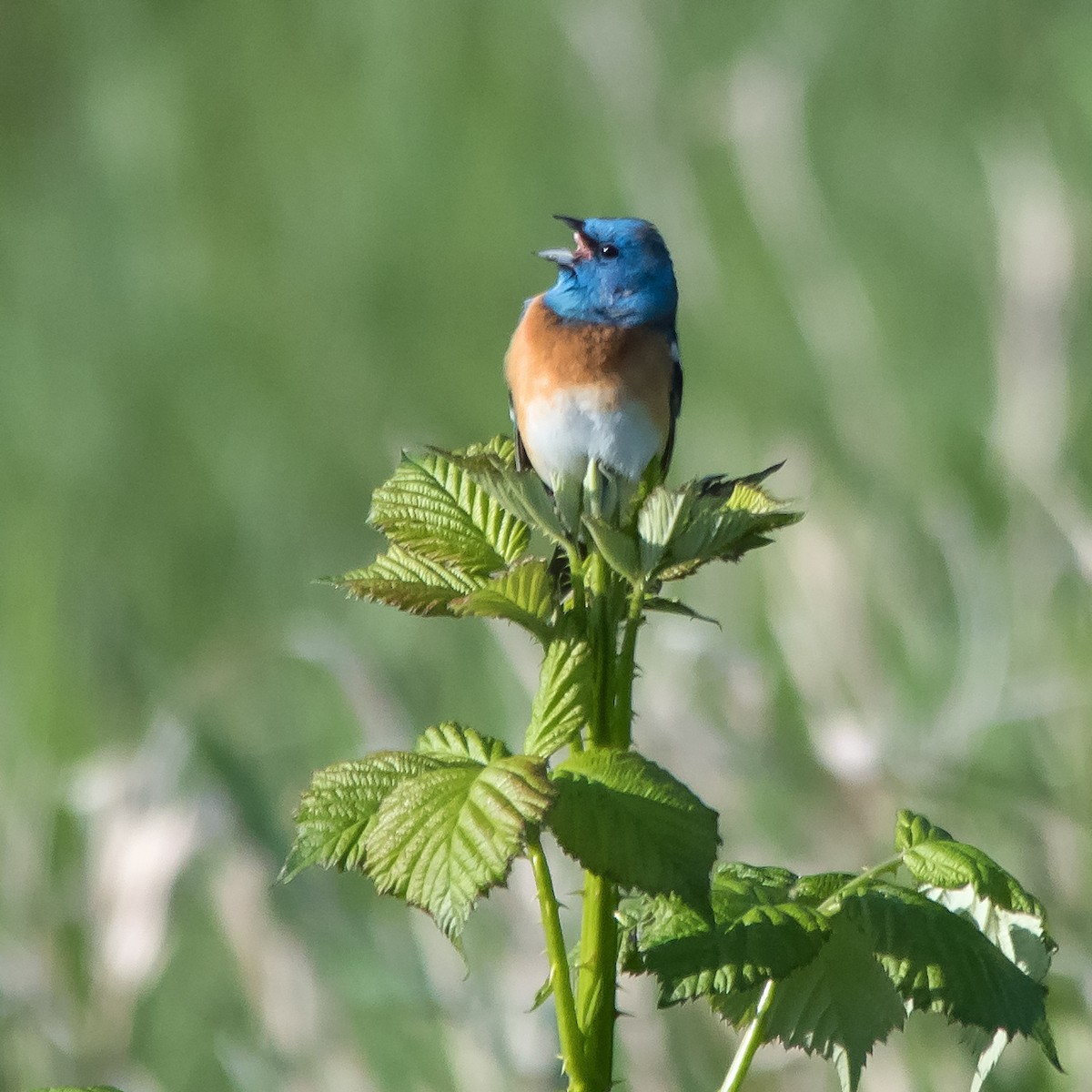 Lazuli Bunting - Nick Balachanoff