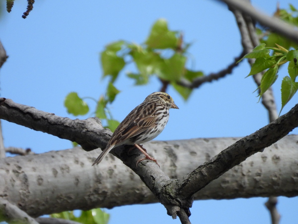 Savannah Sparrow - ML619049809