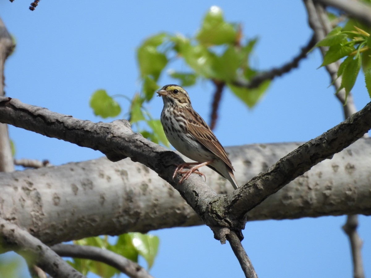 Savannah Sparrow - ML619049810