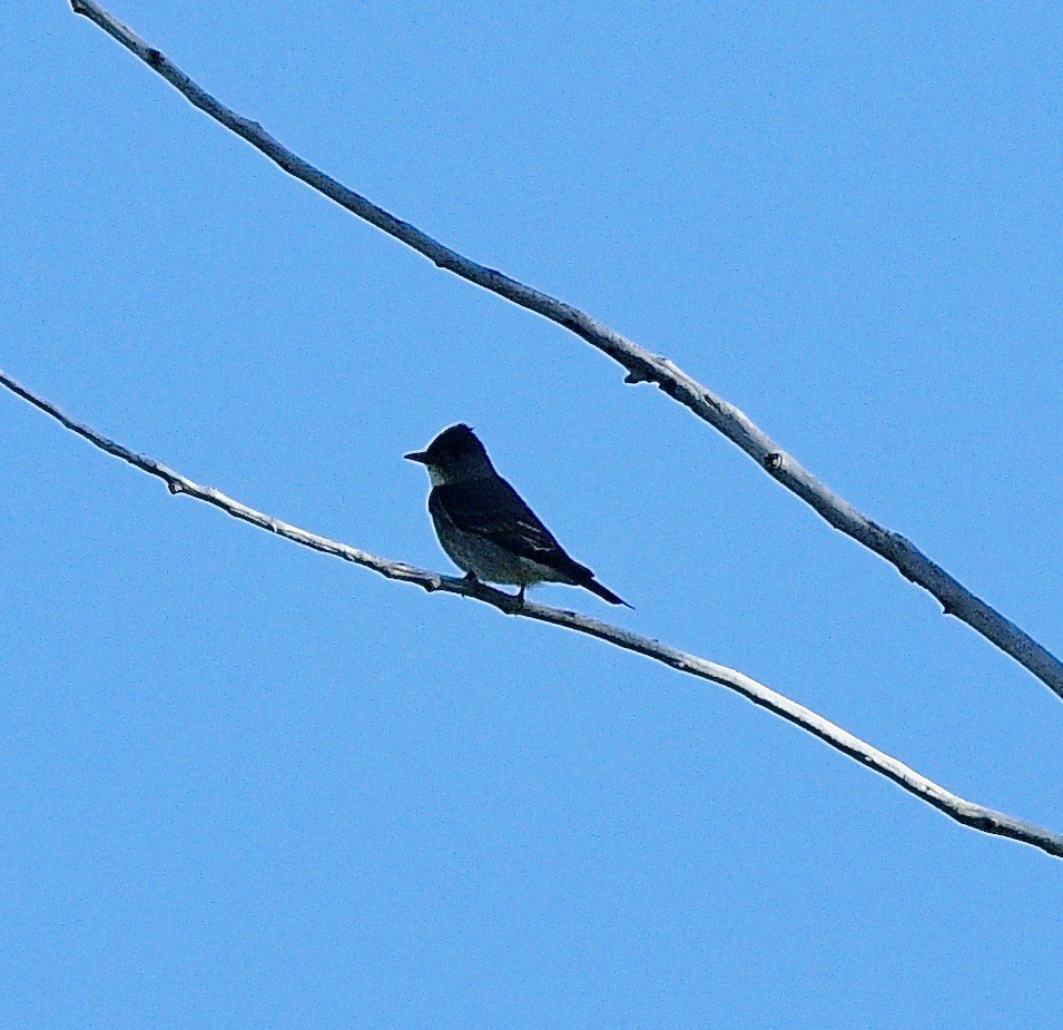 Olive-sided Flycatcher - Norman Eshoo