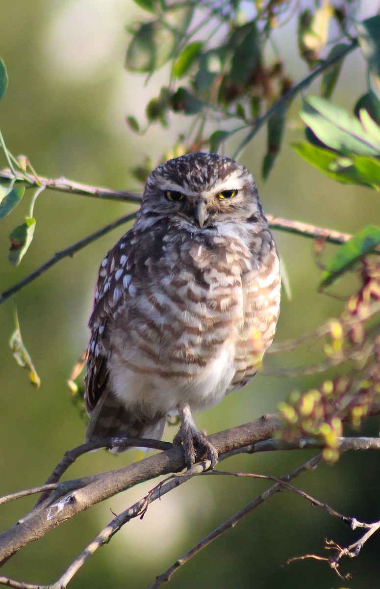 Burrowing Owl - Macarena Pérez