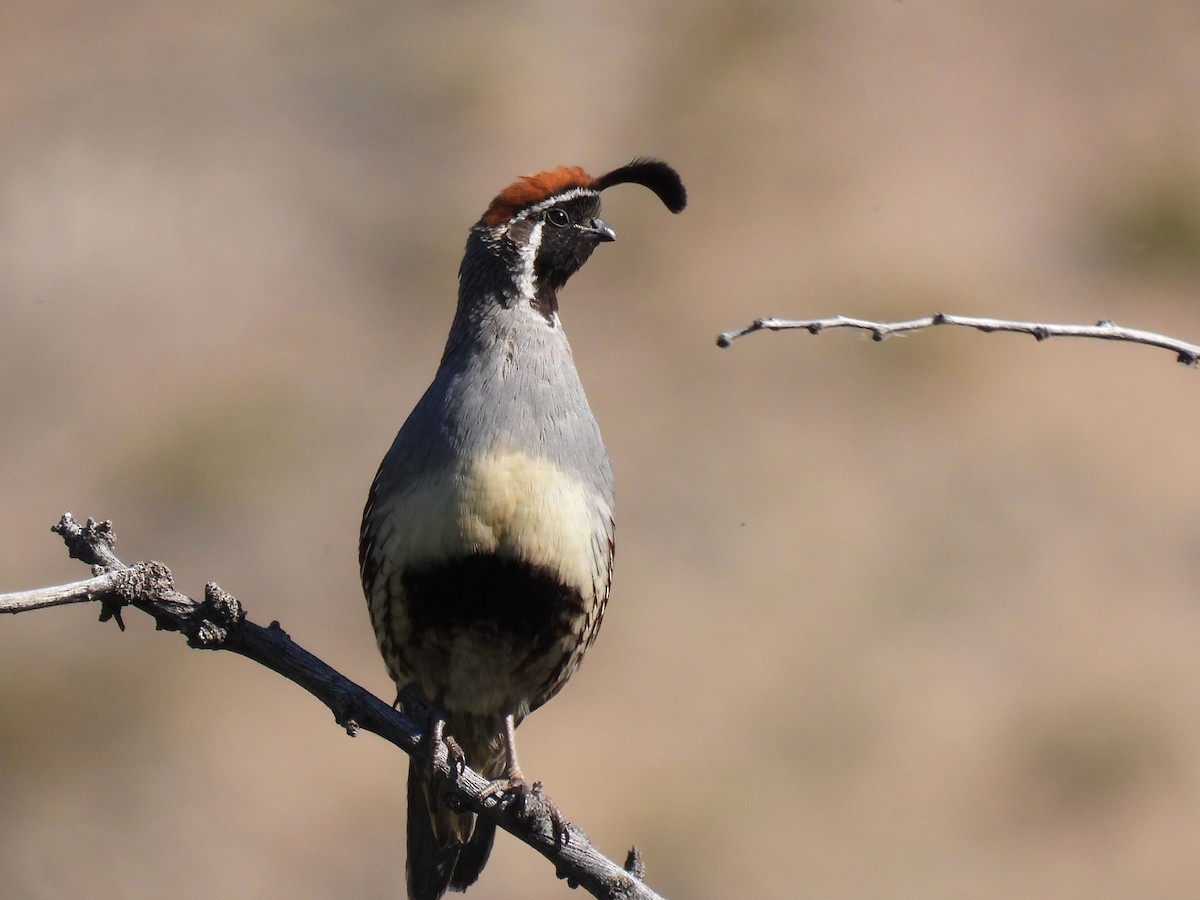 Gambel's Quail - Teale Fristoe