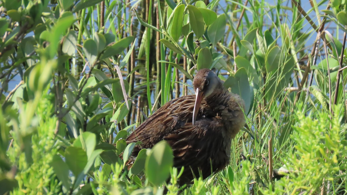 Clapper Rail (Gulf Coast) - ML619049902