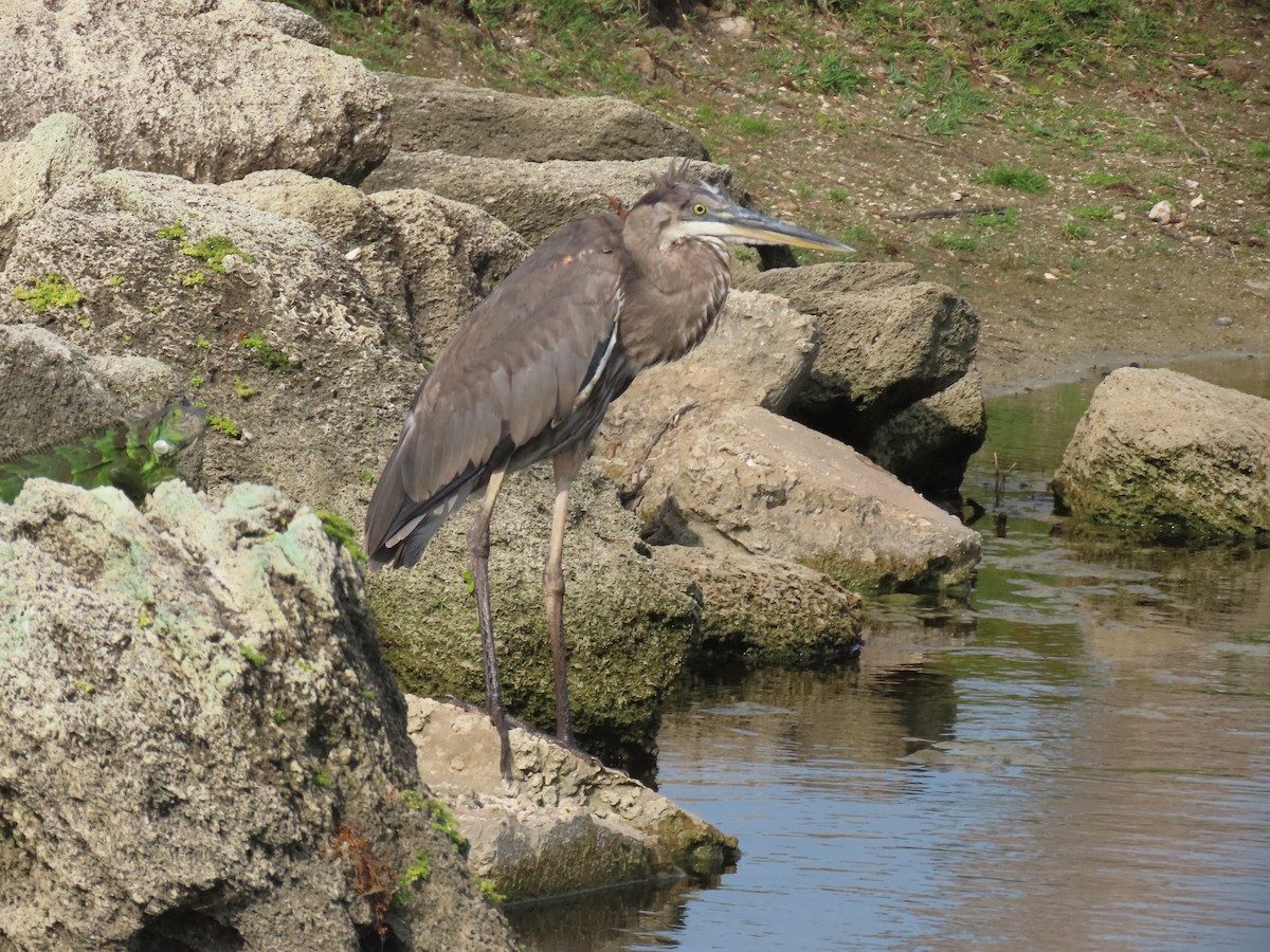 Great Blue Heron - Laurie Witkin