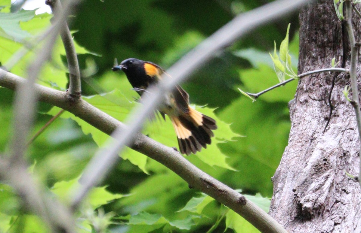 American Redstart - ML619049947