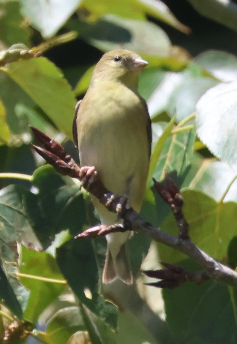 American Goldfinch - Jim Parker