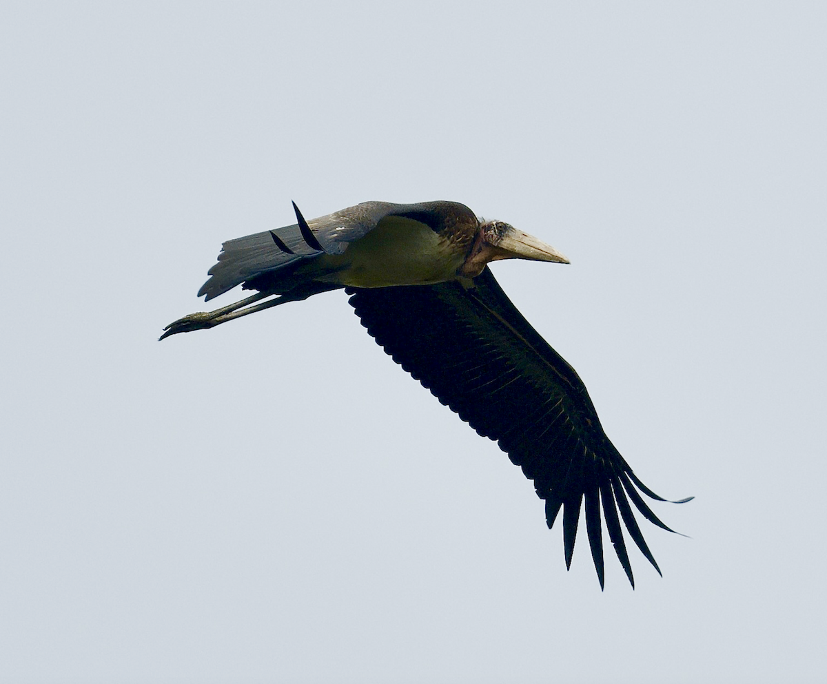 Lesser Adjutant - Joseph Tobias