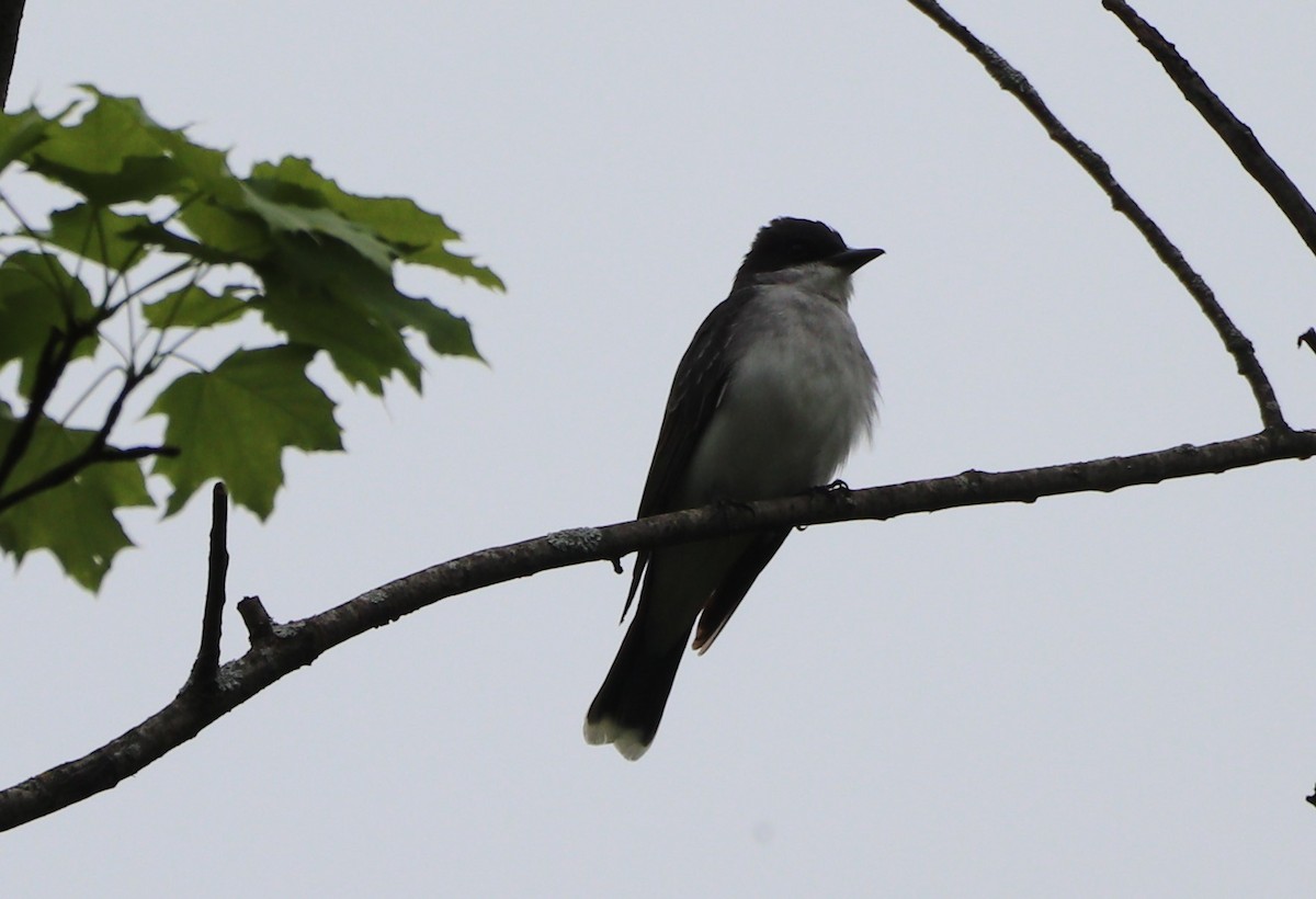 Eastern Kingbird - ML619049977