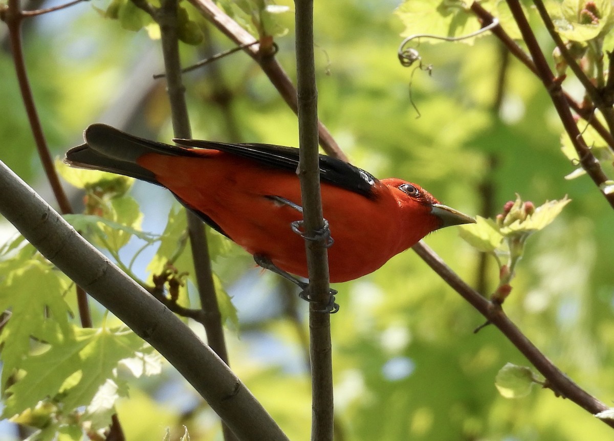 Scarlet Tanager - Eunice Thein