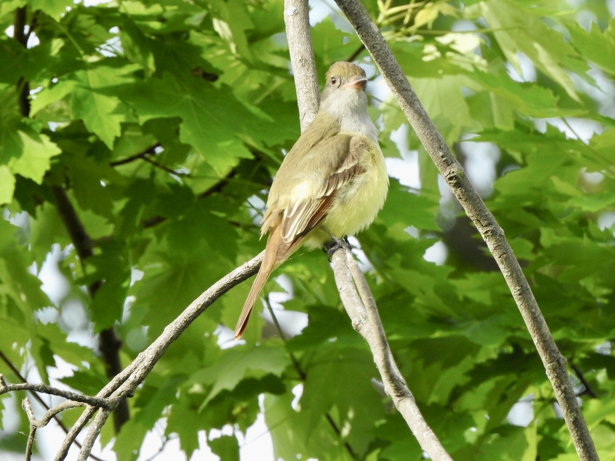 Great Crested Flycatcher - ML619050033