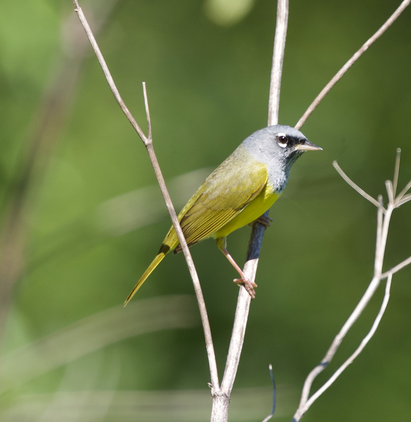 MacGillivray's Warbler - ML619050049