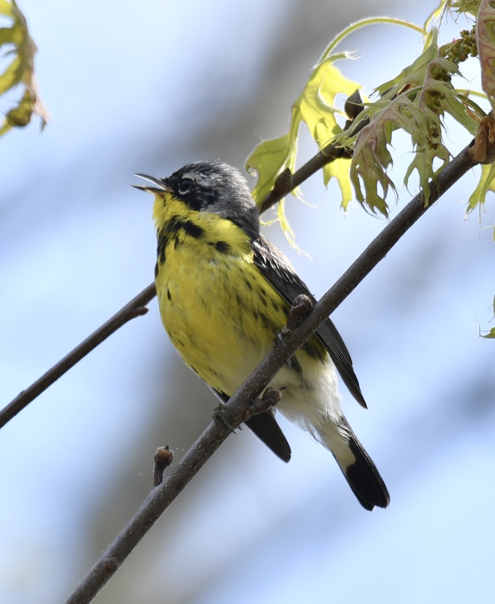 Magnolia Warbler - ML619050062