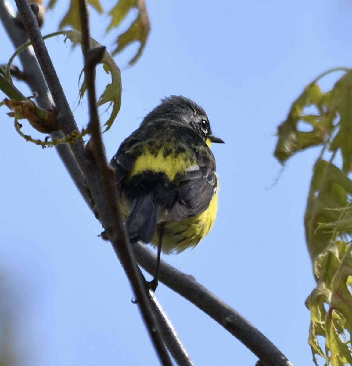 Magnolia Warbler - ML619050063