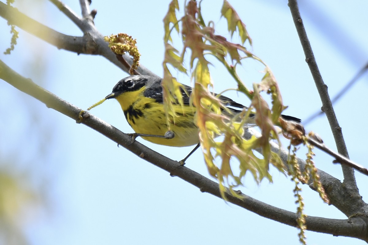 Magnolia Warbler - Sue Palmer