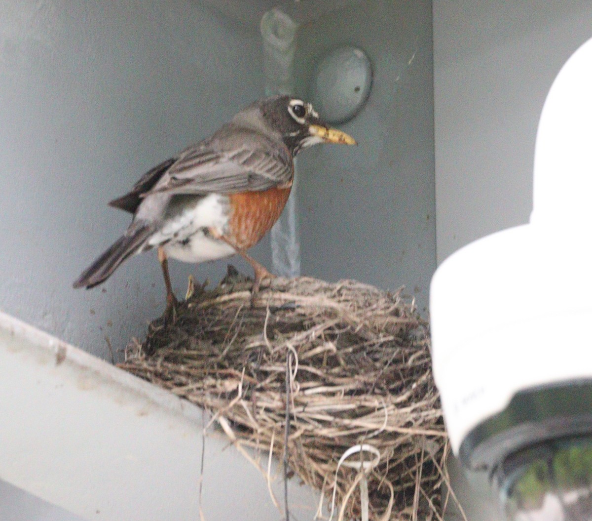 American Robin - ML619050075