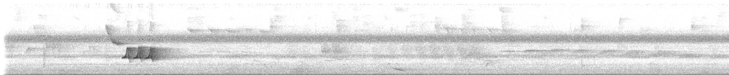Troglodyte à poitrine blanche (groupe leucosticta) - ML619050085
