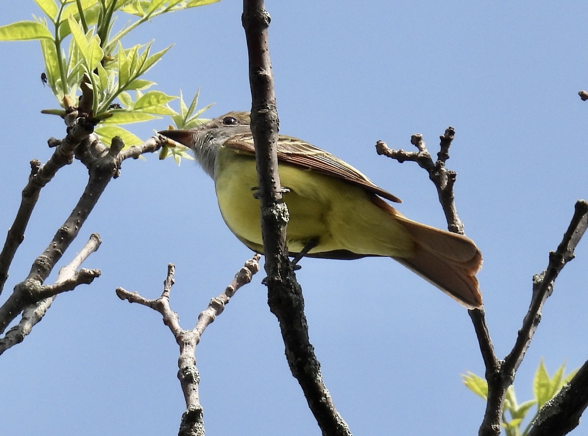 Great Crested Flycatcher - Eunice Thein