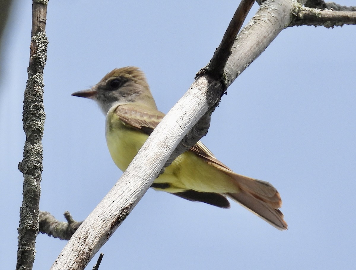 Great Crested Flycatcher - Eunice Thein