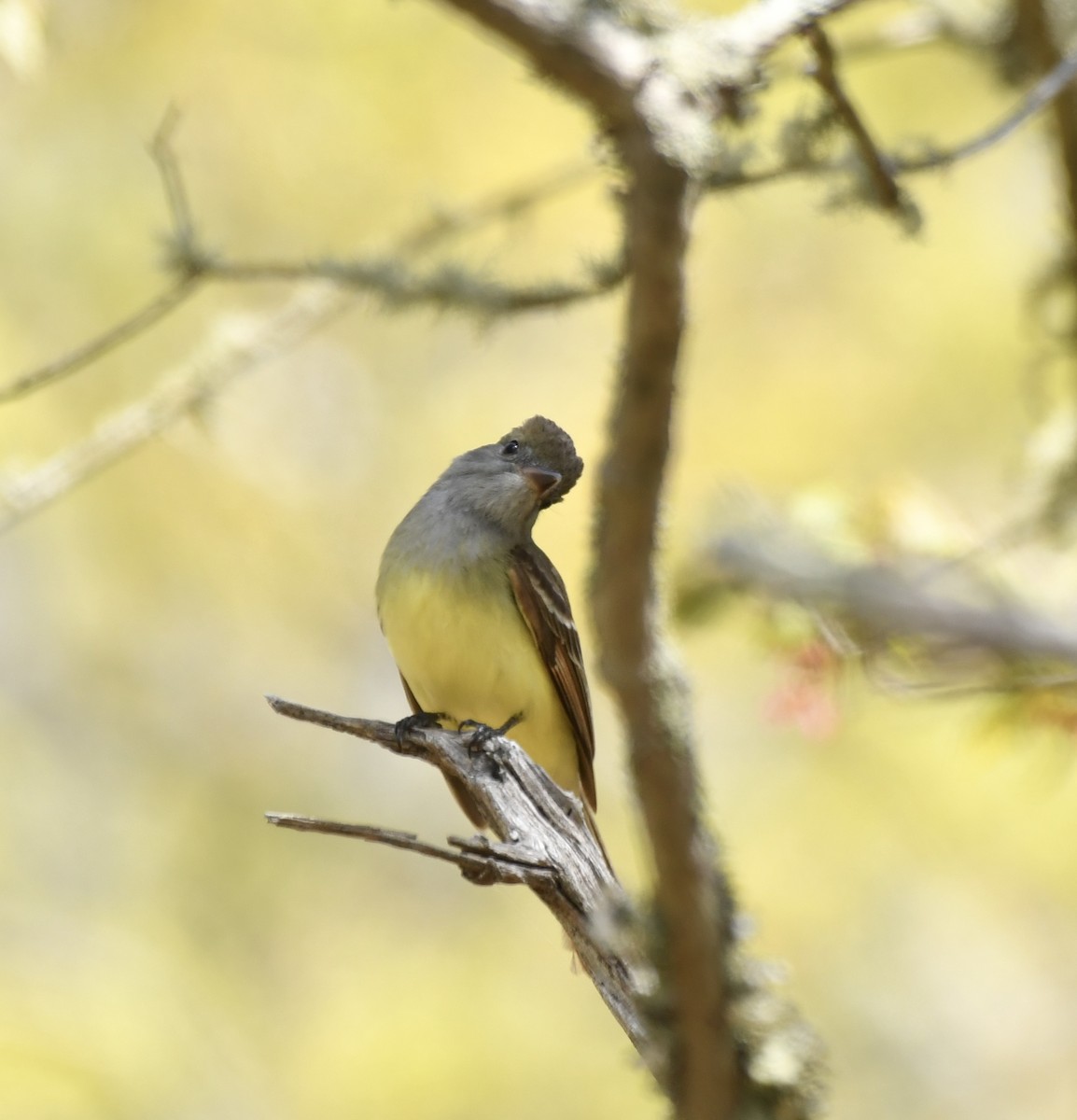 Great Crested Flycatcher - Sue Palmer