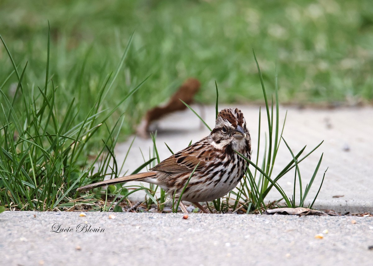 Song Sparrow - Christian Langlois