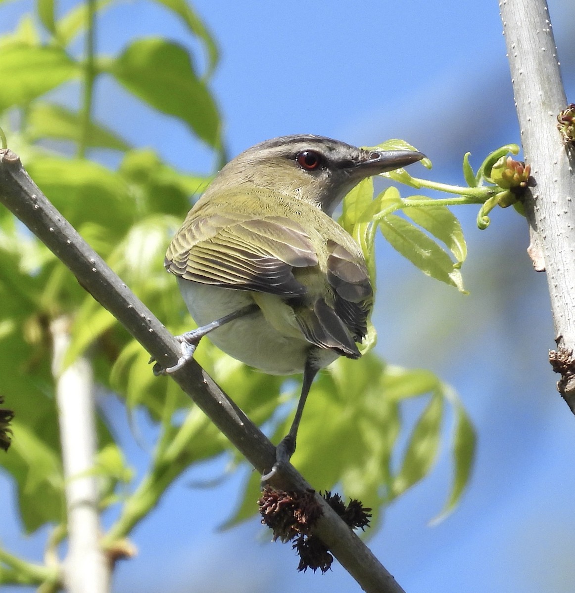 Red-eyed Vireo - Eunice Thein