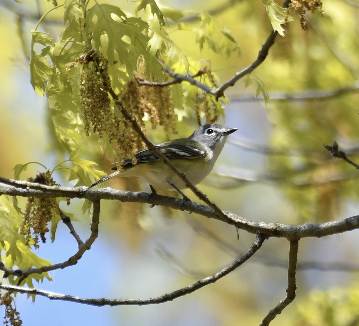 Blue-headed Vireo - ML619050131