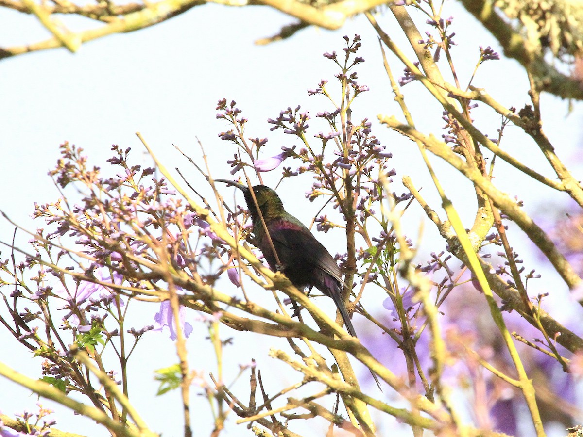 Tacazze Sunbird - Geoff Butcher