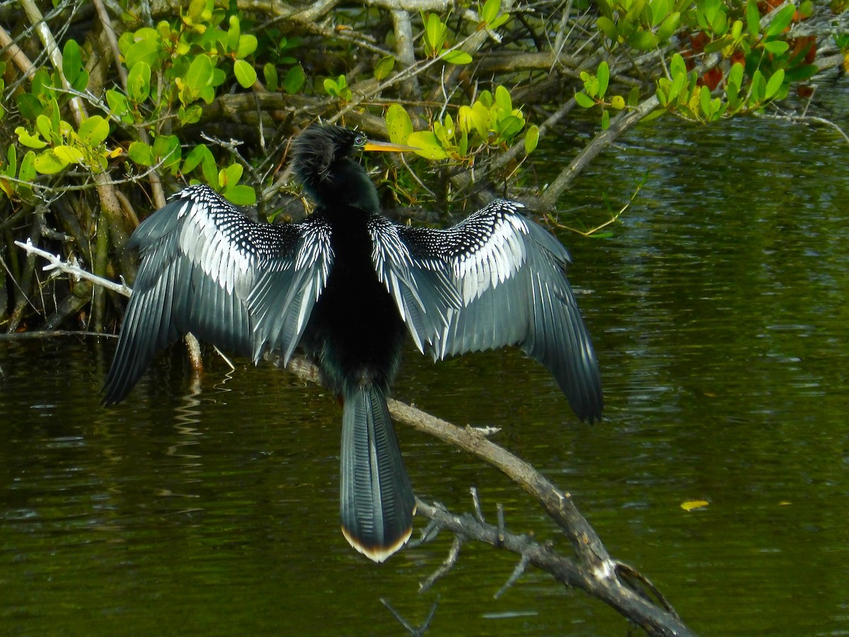 Anhinga - ML619050141