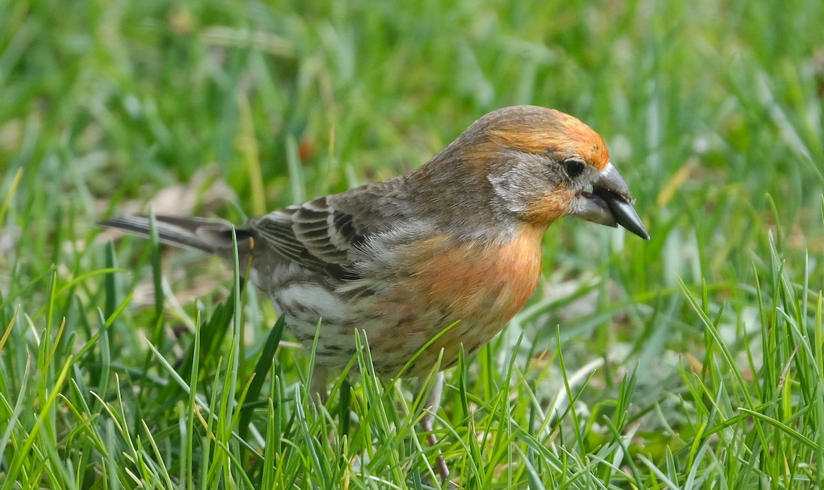 House Finch - Maggie  Ryan