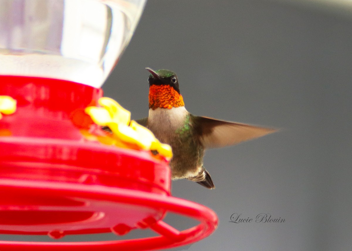 Ruby-throated Hummingbird - Christian Langlois