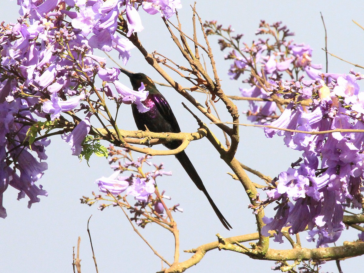 Tacazze Sunbird - Geoff Butcher