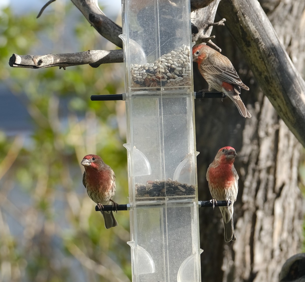 House Finch - Maggie  Ryan