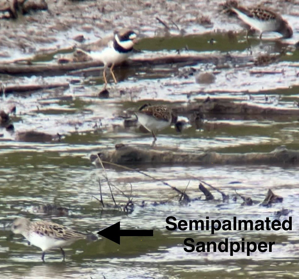 Semipalmated Sandpiper - Mark McShane