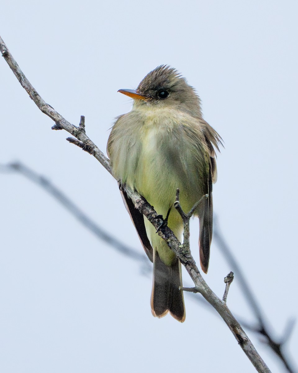 Eastern Wood-Pewee - Dori Eldridge