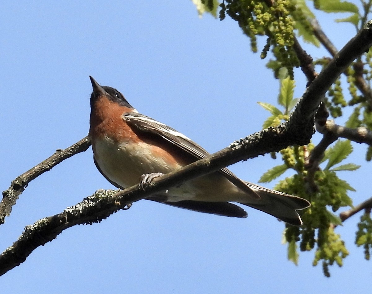 Bay-breasted Warbler - Eunice Thein