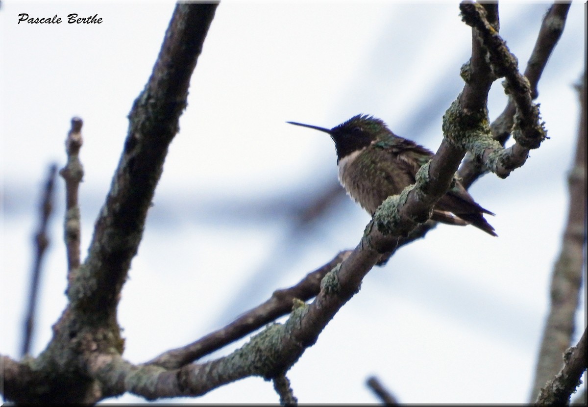 Ruby-throated Hummingbird - Pascale Berthe