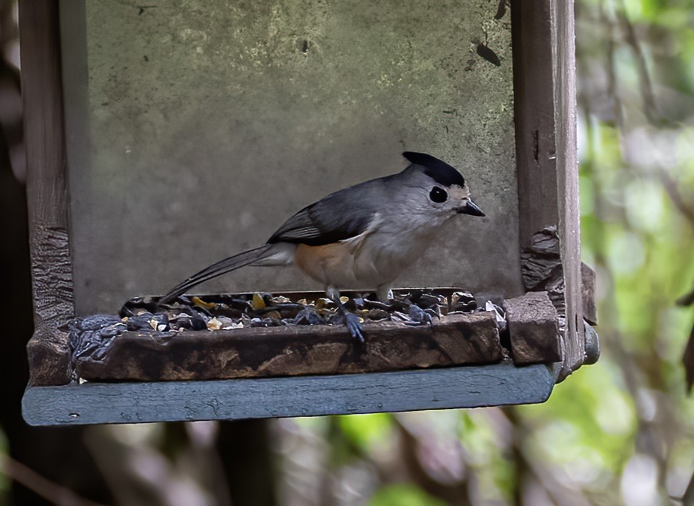 Black-crested Titmouse - Keith Watson