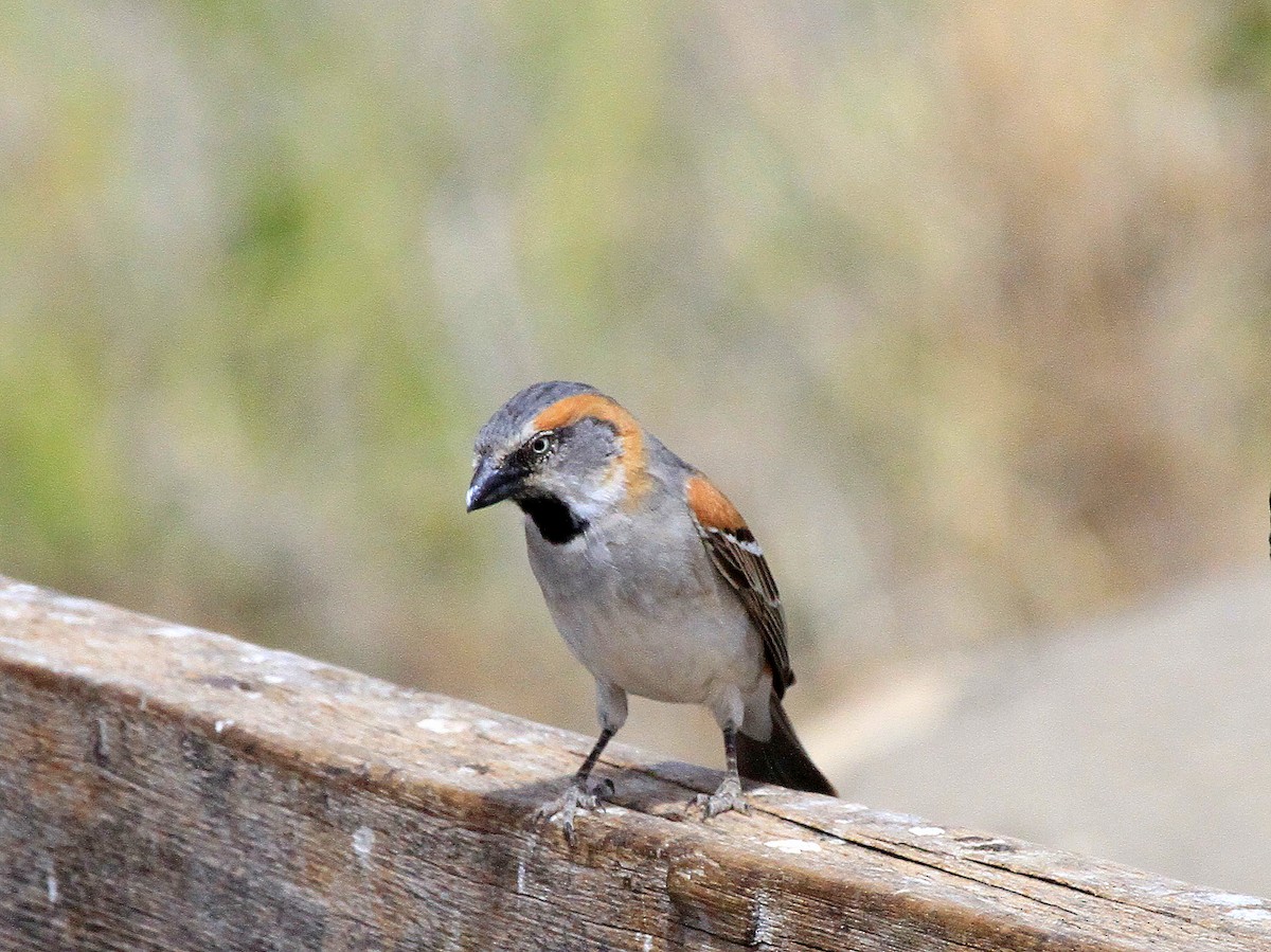 Kenya Rufous Sparrow - Geoff Butcher