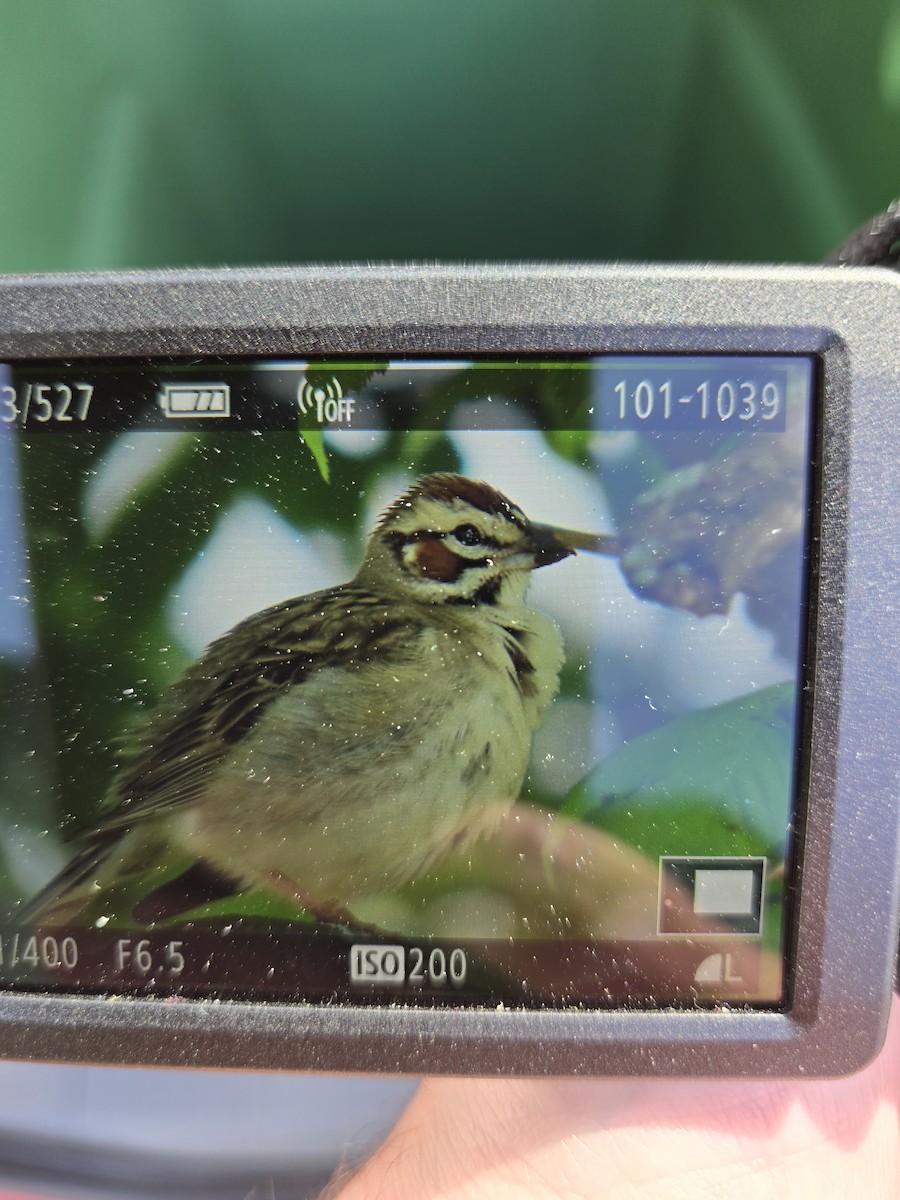 Lark Sparrow - Michael Adriaansen