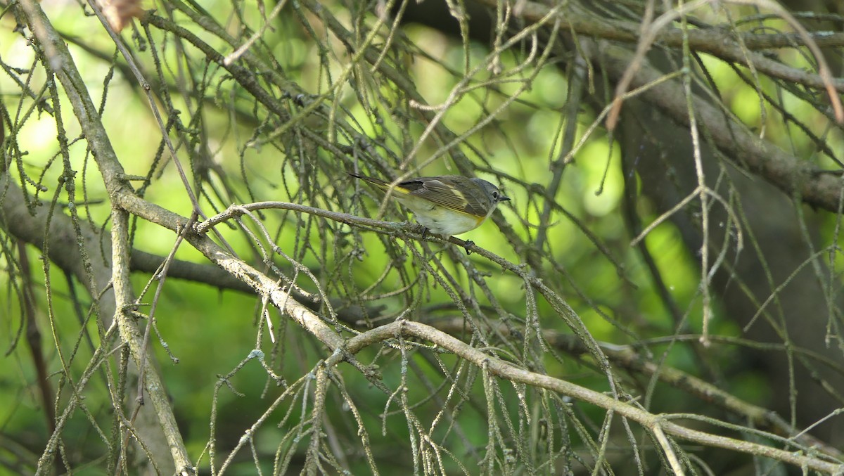 American Redstart - ML619050288